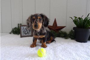 Carlito - Dachshund, Mini for sale