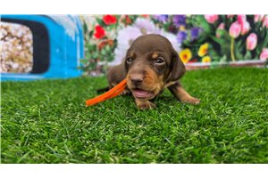 Josiah - Tweenie Dachshund for sale