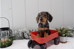 Carlito - Dachshund, Mini for sale