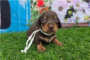 Josephine - puppy for sale