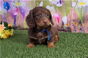 Hunter - Dachshund, Mini for sale