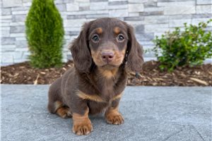 Hunter - puppy for sale