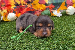 Luther - puppy for sale