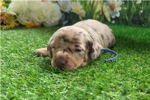 Hudson - Dachshund, Mini for sale