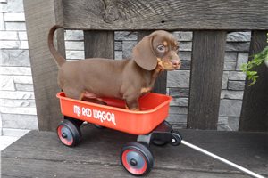 Haven - Dachshund, Mini for sale