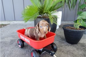 Liam - Dachshund, Mini for sale