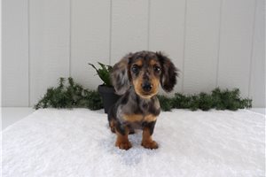 Carlito - Mini Dachshund for sale