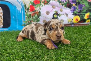 Hazel - Dachshund, Mini for sale