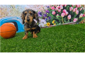 Carlito - Dachshund, Mini for sale