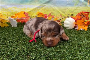 Kiki - puppy for sale