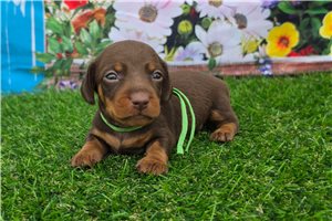 Joker - puppy for sale