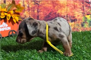 Layla - puppy for sale