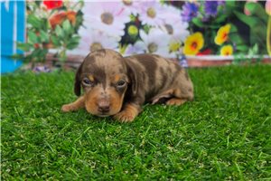 Julian - puppy for sale