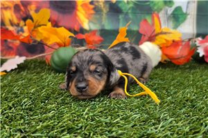 Lyle - Tweenie Dachshund for sale