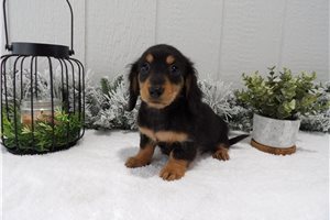 Cali - Dachshund, Mini for sale