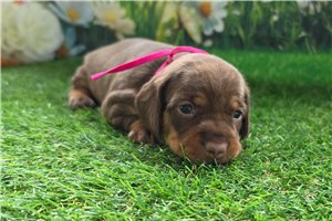 Haven - Dachshund, Mini for sale