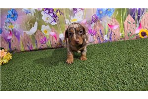 Harrison - Dachshund, Mini for sale