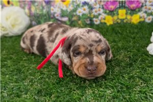 Hazel - Dachshund, Mini for sale