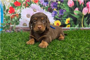 Hunter - Dachshund, Mini for sale