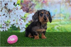 Carlito - Dachshund, Mini for sale