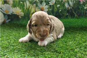 Harper - Dachshund, Mini for sale
