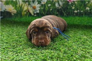Hunter - Dachshund, Mini for sale