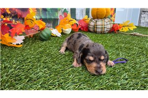 Lizette - Tweenie Dachshund for sale