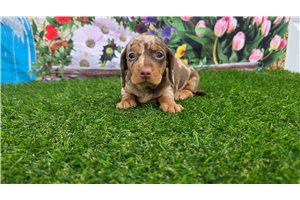 Harrison - Dachshund, Mini for sale