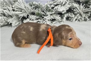 Cabaret - puppy for sale