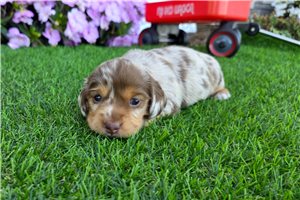 Miguel - puppy for sale