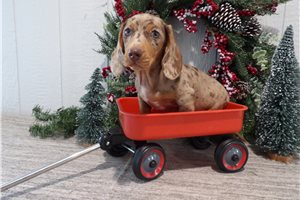 Matias - Dachshund, Smooth for sale