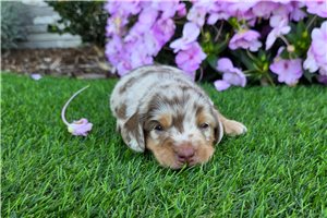 Maddox - puppy for sale