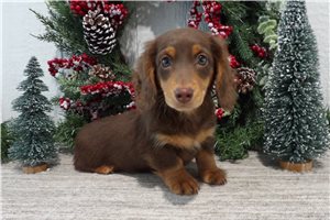Micah - Dachshund, Smooth for sale