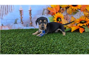 Lionel - Tweenie Dachshund for sale