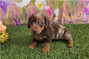 Julian - Dachshund, Tweenie for sale