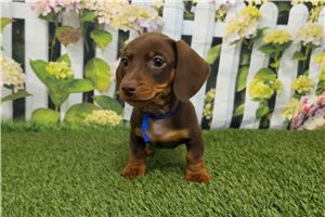 Joker - Dachshund, Tweenie for sale