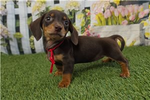 Josephine - Dachshund, Tweenie for sale