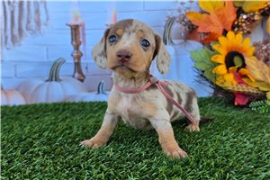 Leanne - Tweenie Dachshund for sale