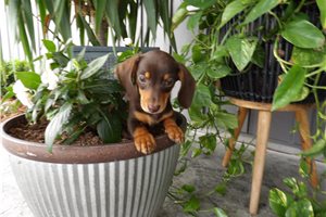 Josephine - puppy for sale