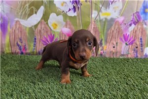 Josiah - Dachshund, Tweenie for sale
