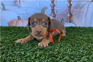 Leonardo - Tweenie Dachshund for sale