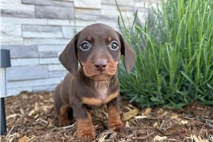 Joker - Dachshund, Tweenie for sale