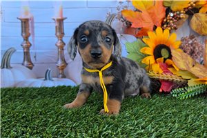 Lyle - Tweenie Dachshund for sale