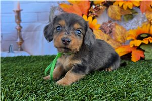 Luther - Tweenie Dachshund for sale