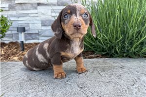 Julian - puppy for sale