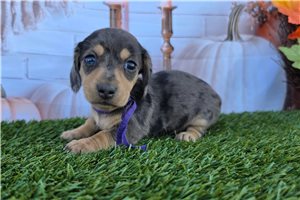 Lizette, a Tweenie Dachshund puppy