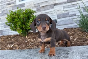 Josephine - Dachshund, Tweenie for sale