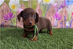 Joker - Dachshund, Tweenie for sale