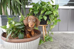 Joker - Dachshund, Tweenie for sale