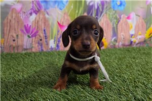 Josephine - Dachshund, Tweenie for sale